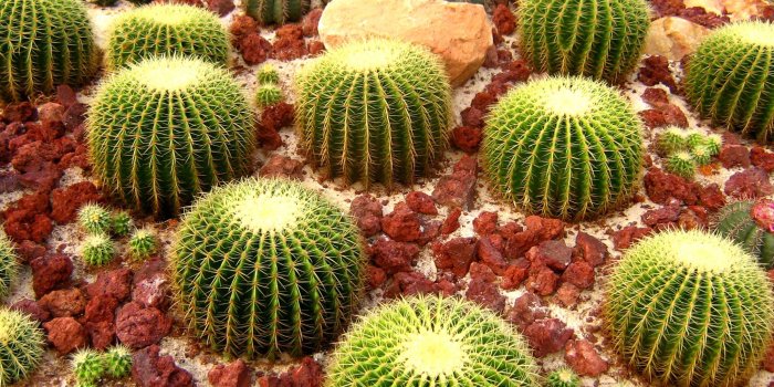 2048x1536 Cactus wallpapers HD for desktop backgrounds