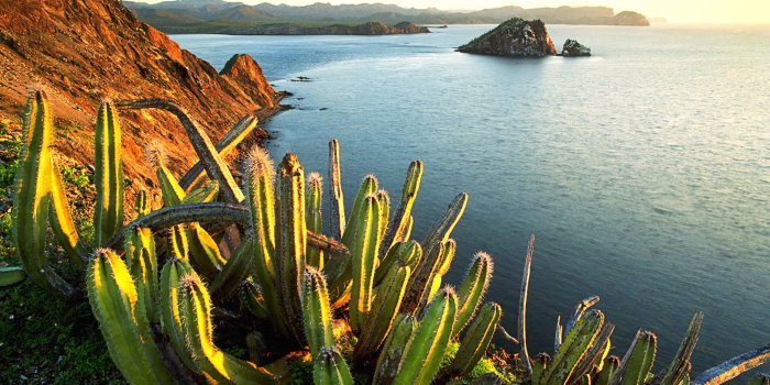 1920x1200 1920x1200 Cactus desktop PC and Mac wallpaper