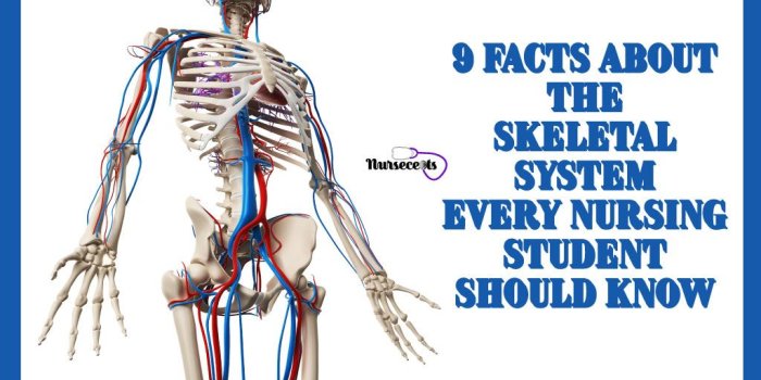 1024x768 9 Facts About the Skeletal System Every Nursing Student Should Know.