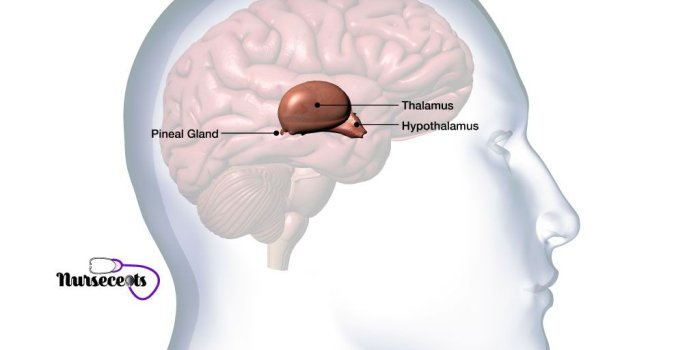 1024x768 10 Facts About the Endocrine System Every Nursing Student Should Know