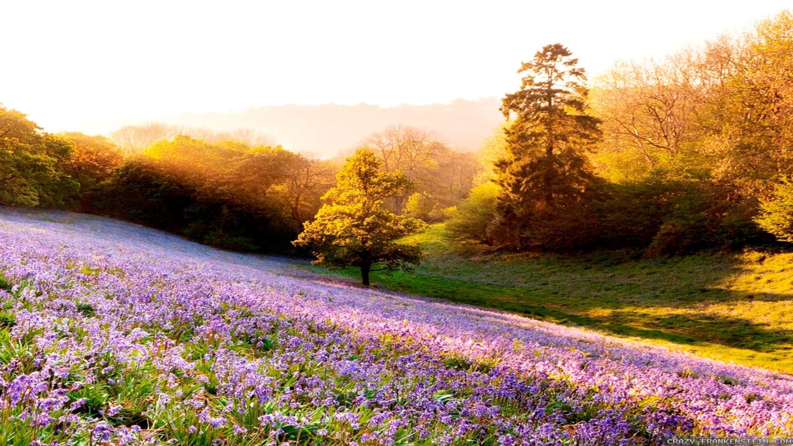 2560x1440 Summer Day wallpapers 2 - Crazy Frankenstein