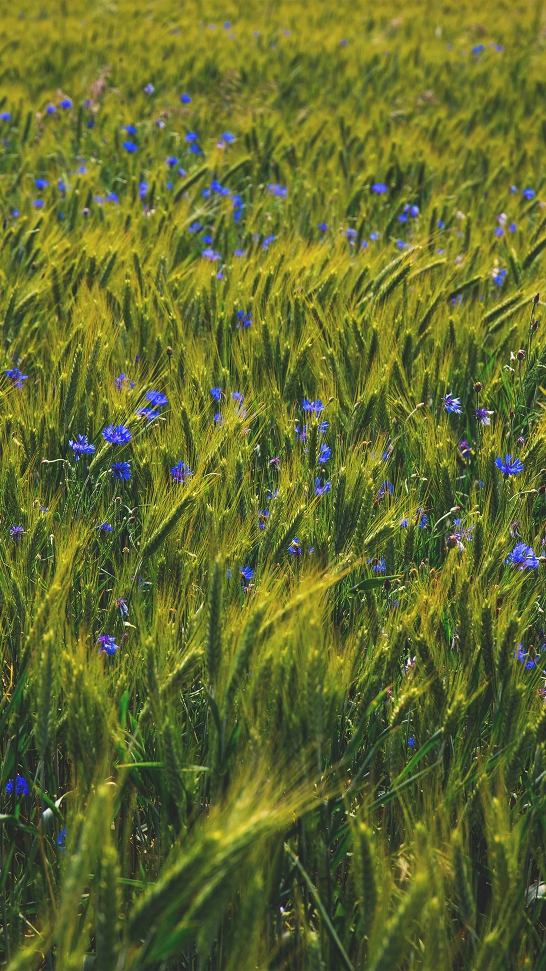 1080x1920 Flower Blue Nature Love Summer Day iPhone 8 Wallpapers