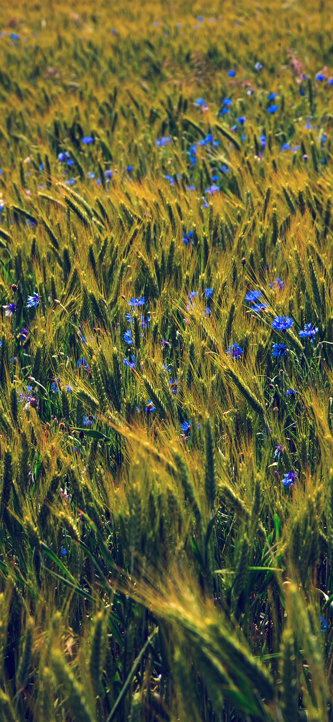 1125x2436 ng11-flower-blue-fall-nature-love-summer-day