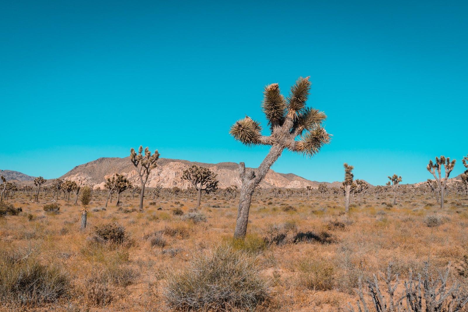 2400x1600 hot summer day in the desolate desert of joshua treejoshua tree