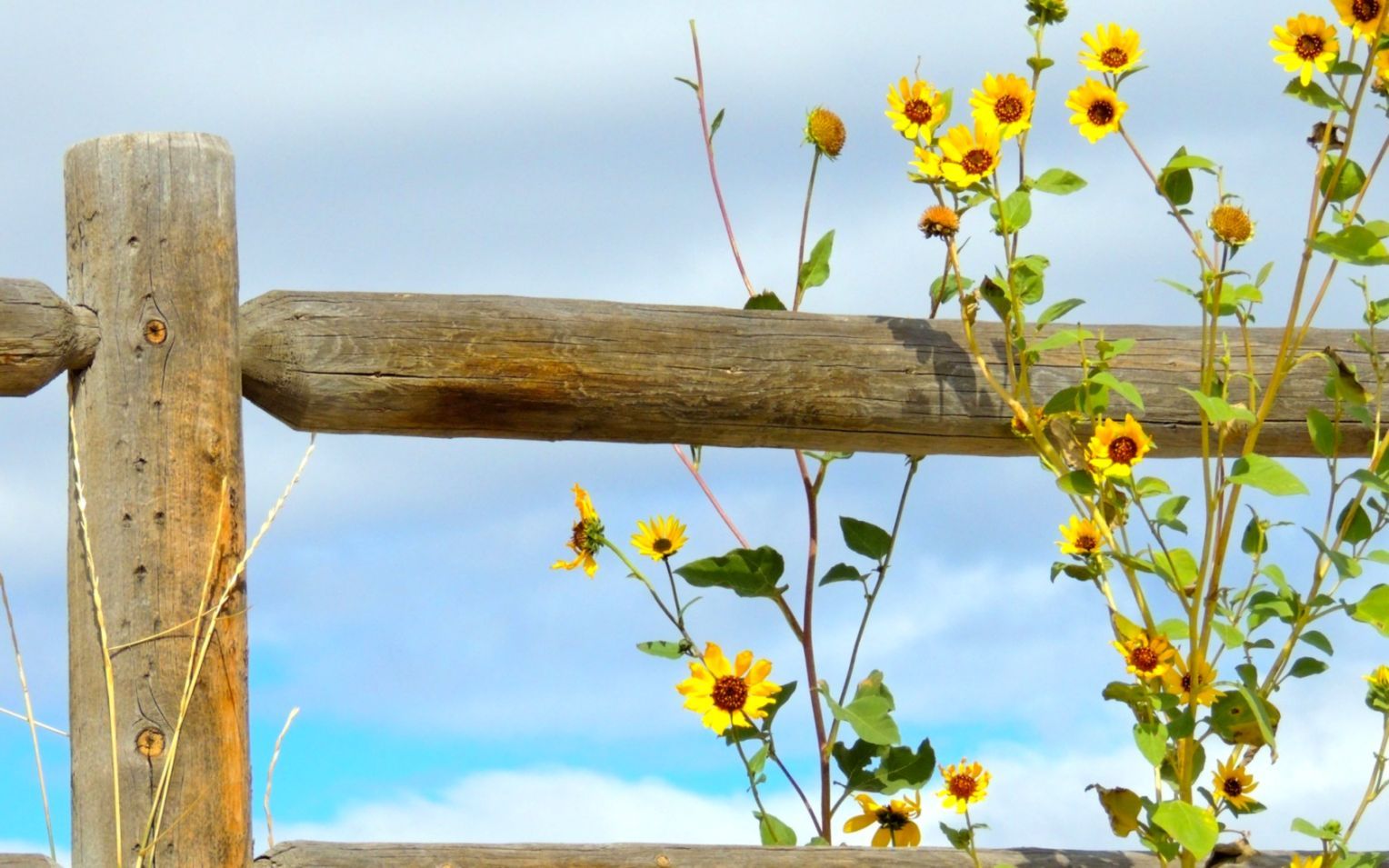 1528x955 Flowers Summer Day Tapet Flower Blue Fence Yellow Full - Yellow
