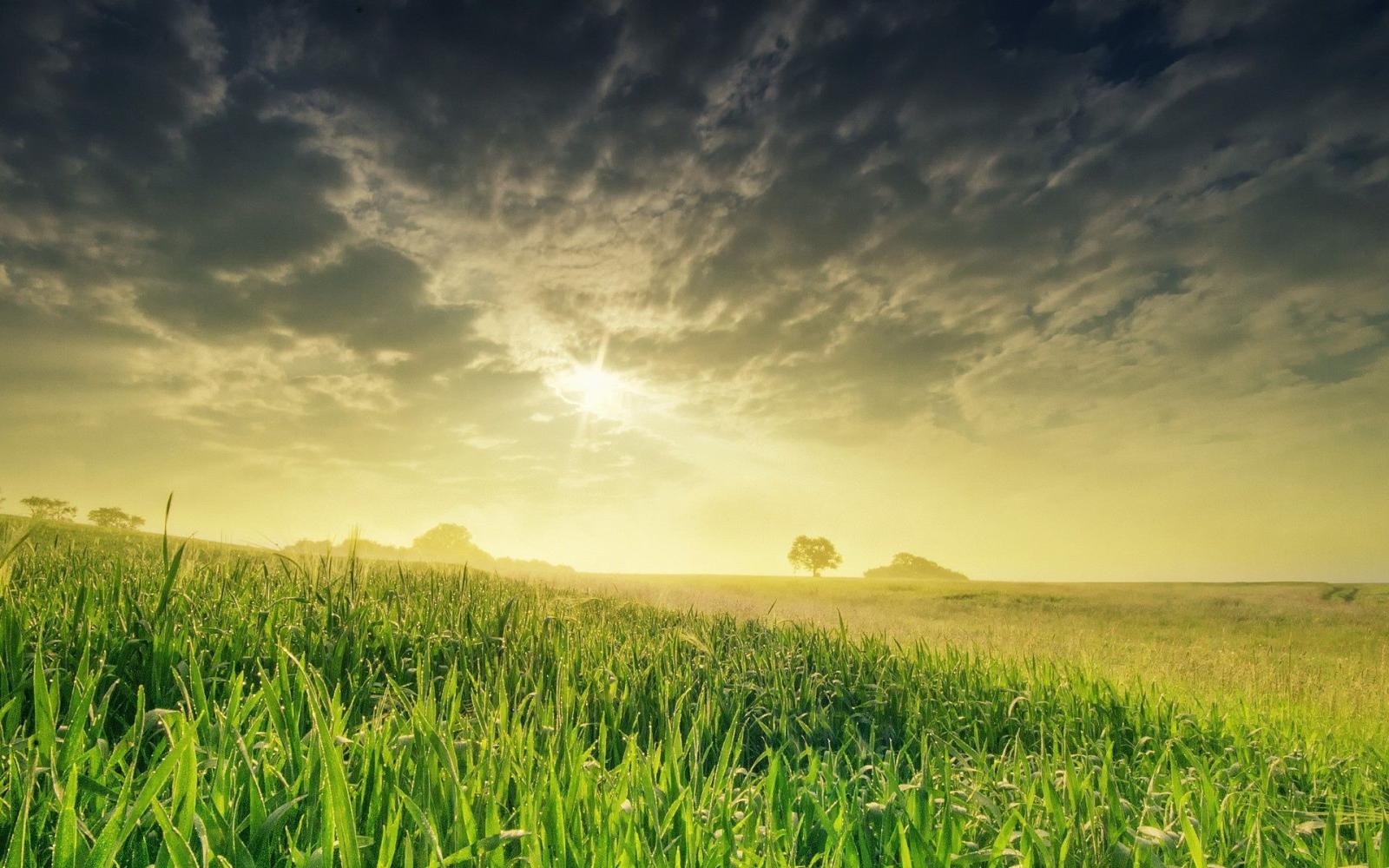 1920x1200 Green Field On A Summer Day wallpaper | nature and landscape