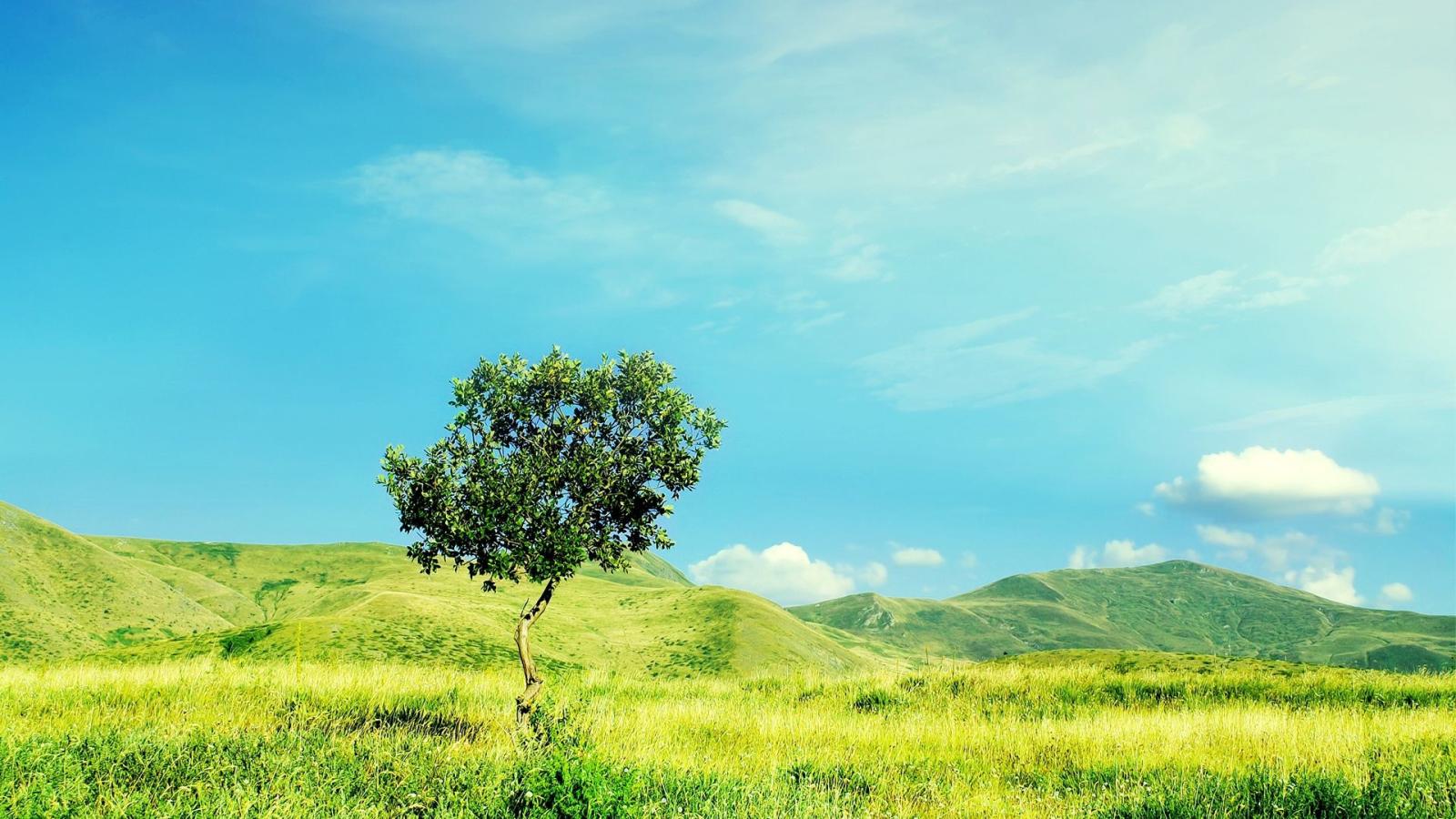 1920x1080 Download Wallpaper 1920x1080 tree, summer, day, lonely, field