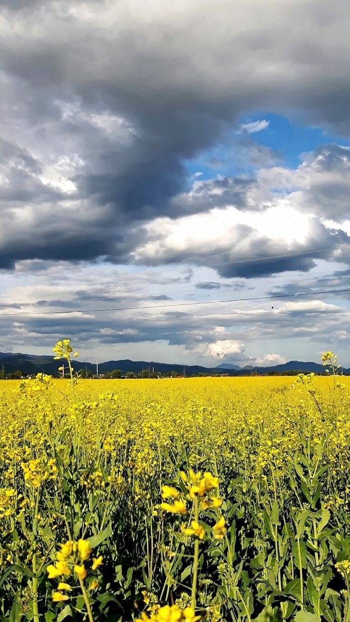 720x1280 Summer day wallpaper by tubar - 3c - Free on ZEDGE™