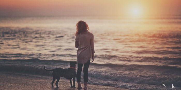 2560x1600 sea, Dog, Sunset, Beach, People Wallpapers HD / Desktop and Mobile