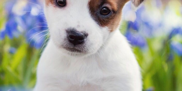 750x1334 Cute puppy wallpaper for your iPhone XS Max from Everpix | Cute
