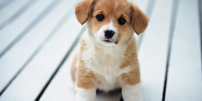 1024x768 11+] Cartoon Puppy Wallpapers on WallpaperSafari