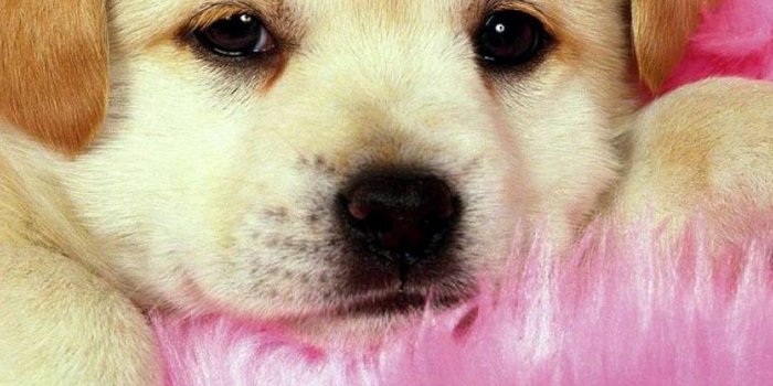 1080x1920 Puppy Wallpaper Android - 2020 Android Wallpapers