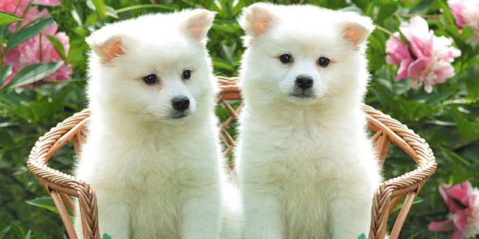 2560x1600 Cute Puppy Desktop Wallpaper (53+ pictures)