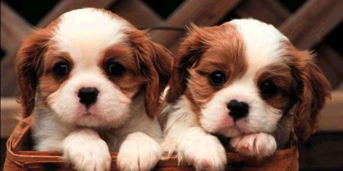 1024x768 Puppy Backgrounds For Computer