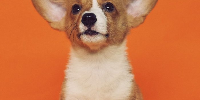 1000x1476 Puppy Wallpapers: Free HD Download [500+ HQ] | Unsplash