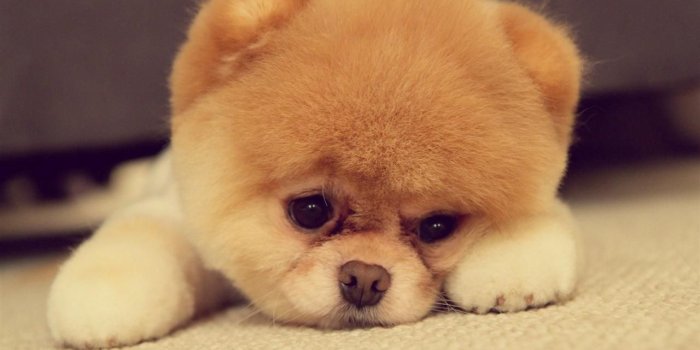 1280x800 Wallpaper's Collection: «Puppy Wallpapers»