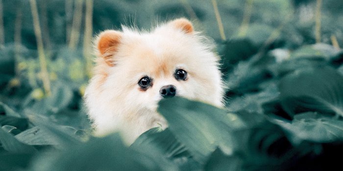 3840x2160 Puppy 4K wallpapers for your desktop or mobile screen free and