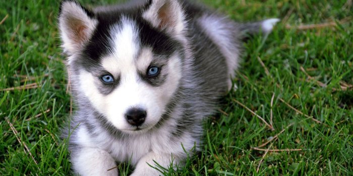 1920x1080 Cute Puppy HD Wallpapers