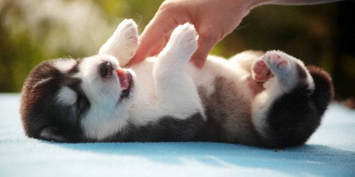 1920x1080 Amazon.com: Husky Pup Wallpapers HD: Appstore for Android