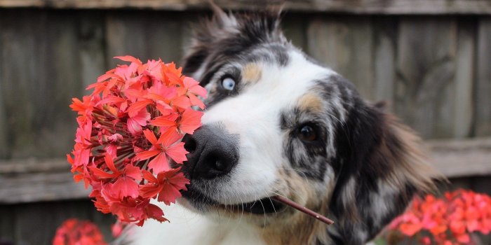1920x1080 Buy Puppy Wallpapers HD - Microsoft Store en-KE