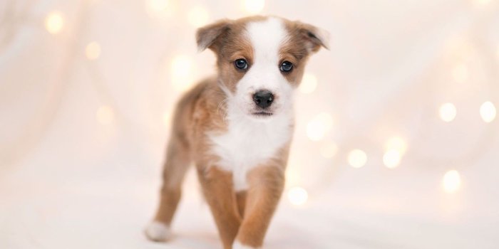 1332x850 Wallpaper background, dog, puppy images for desktop, section