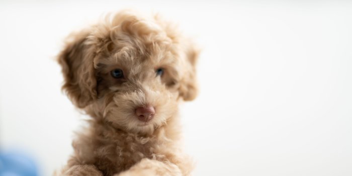 6000x4002 Puppy Wallpapers: Free HD Download [500+ HQ] | Unsplash