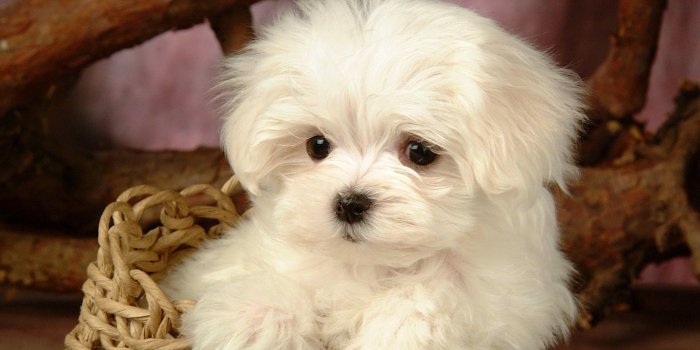 1600x1000 All Photos in One Blog: Puppy Wallpapers