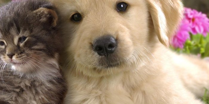 2048x2048 Puppy Wallpaper HD (61+ pictures)
