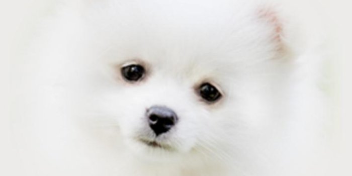 720x1280 Cute Puppy Wallpapers for Android - APK Download