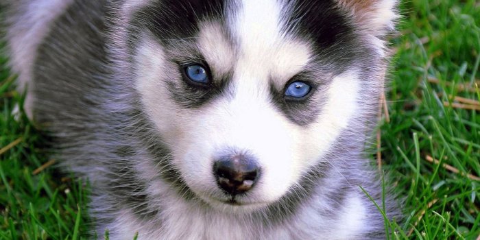 2023x2022 Baby Wolf Puppy Wallpapers - Wolf-Wallpapers.Pro