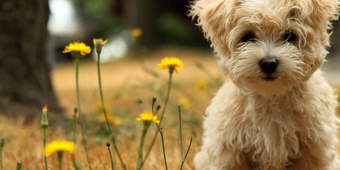 1600x1200 Puppy wallpaper | 1600x1200 | #46572