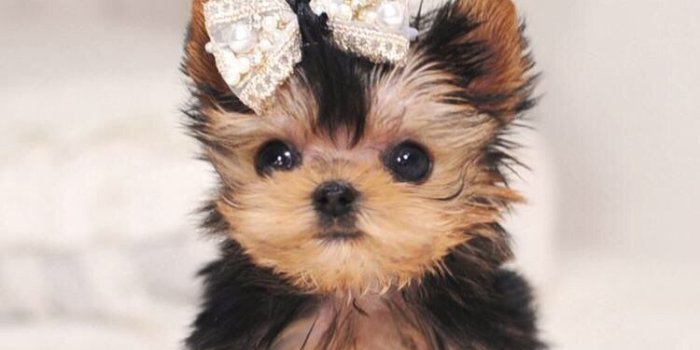 750x1334 iPhone and Android Wallpapers: Tiny Puppy Dog Wallpaper for iPhone