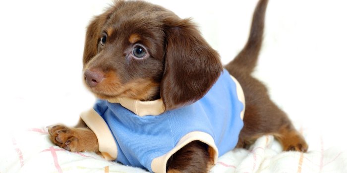 2200x1500 Puppy Wallpaper | 2200x1500 | ID:28946