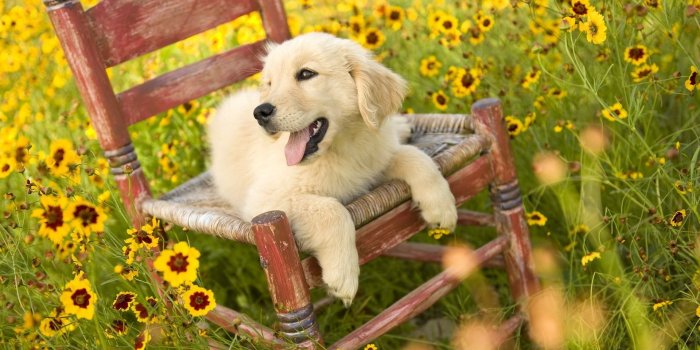1920x1200 Spring Puppy Wallpaper (62+ images)