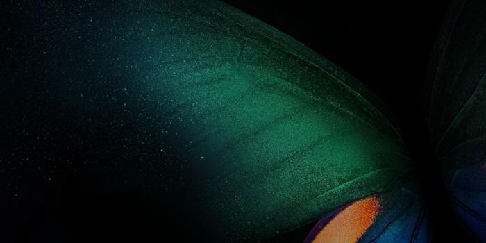 1440x2960 Download 1440x2960 wallpaper samsung galaxy fold, butterfly, green