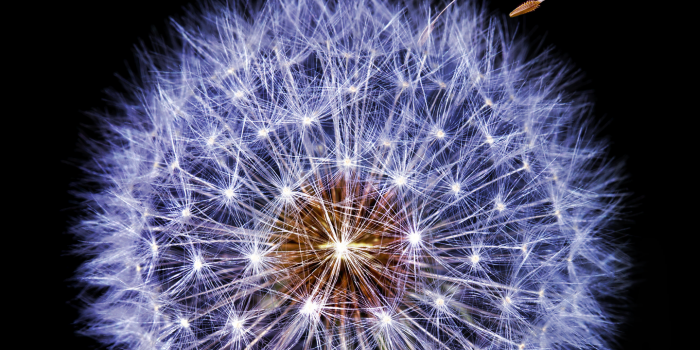 1440x2560 Wallpaper Samsung Galaxy S9, Dandelion flower, Dark, Stock, HD