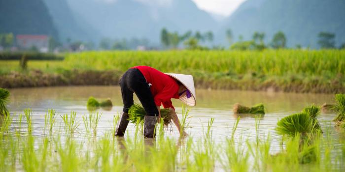 3840x2160 Rice Farmer Vietnam UHD 4K Wallpaper | Pixelz