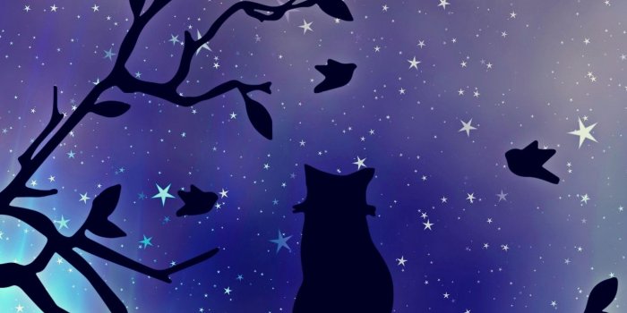 1440x2560 Download wallpaper 1440x2560 cat, silhouette, starry sky, branch