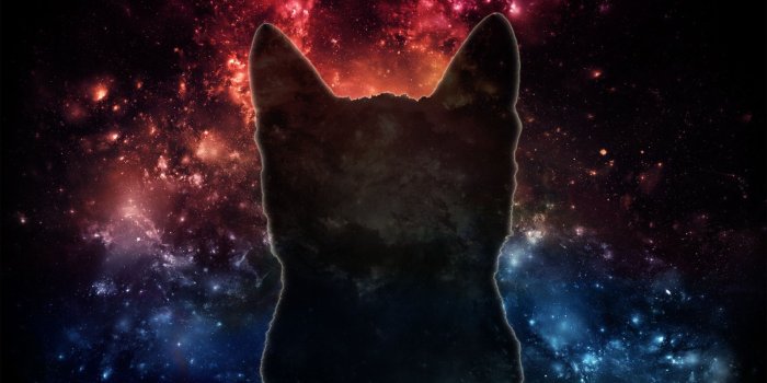1920x1080 80+ Galaxy Cat Wallpapers on WallpaperPlay