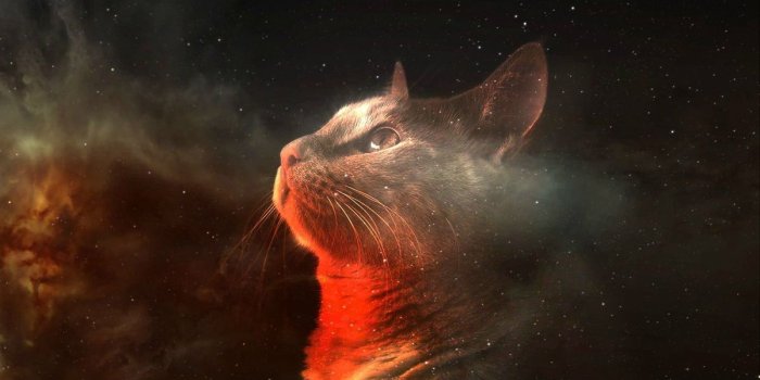 1200x1024 49+] Galaxy Cat iPhone Wallpaper on WallpaperSafari