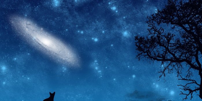 1332x850 Wallpaper cat, space, night, tree, vector, art, galaxy, eternity