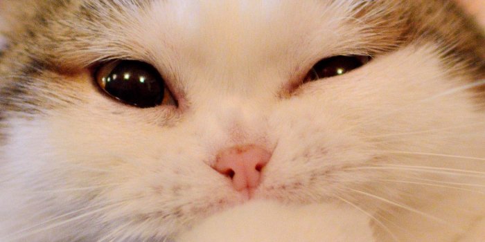 1440x2560 Download wallpaper 1440x2560 cat, emotions, cute, paw, muzzle qhd