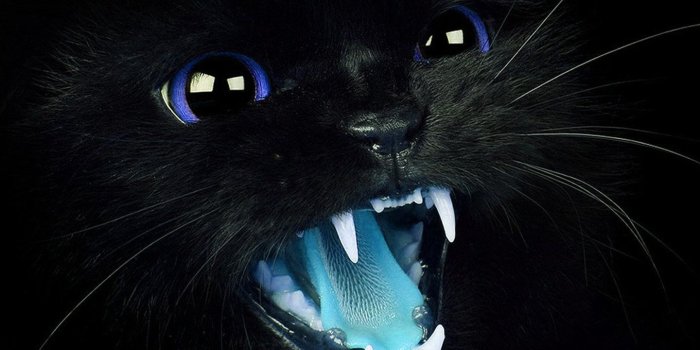 1440x2960 Galaxy Cat wallpapers - HD wallpaper Collections - 4kwallpaper.wiki