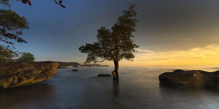 5120x3200 Mangrove Tree, Vietnam Ultra HD Desktop Background Wallpaper for