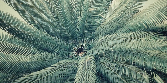 1100x825 Vintage Palm Leaf Wallpaper Mural • Wallmur®