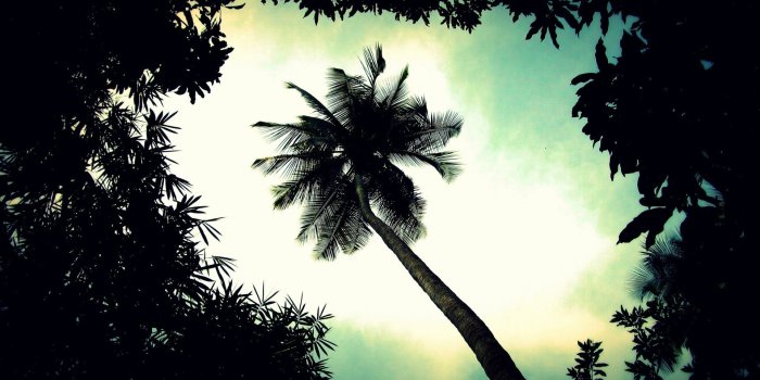 1920x1200 Palm Tree Top - Android wallpapers