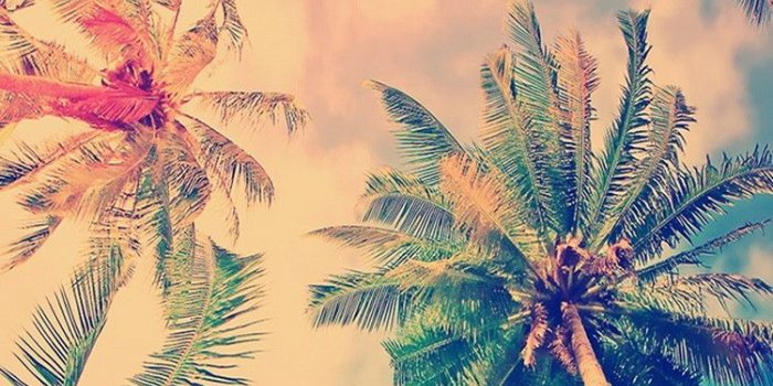 750x1080 Coconut palm tree with vintage effect | Collection