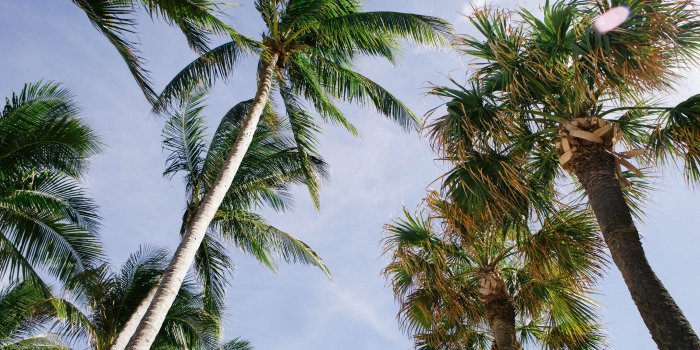 4440x2960 Tropical | Florida palm trees, Palm tree pictures, Tree images