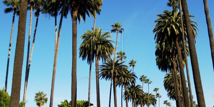 1121x712 Palm Trees Hd Wallpaper posted by Zoey Cunningham