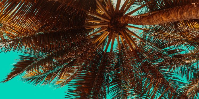 3840x2160 Tropical Palm Tree Wallpaper (56+ images)